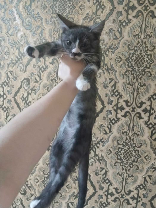 Отдаю котят в добрые руки