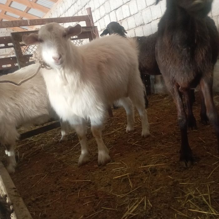 Теке бар бір жасар