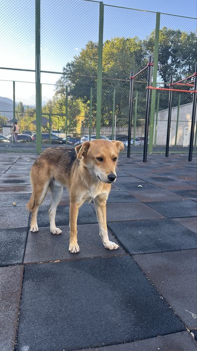 Собака подросток в добрые руки