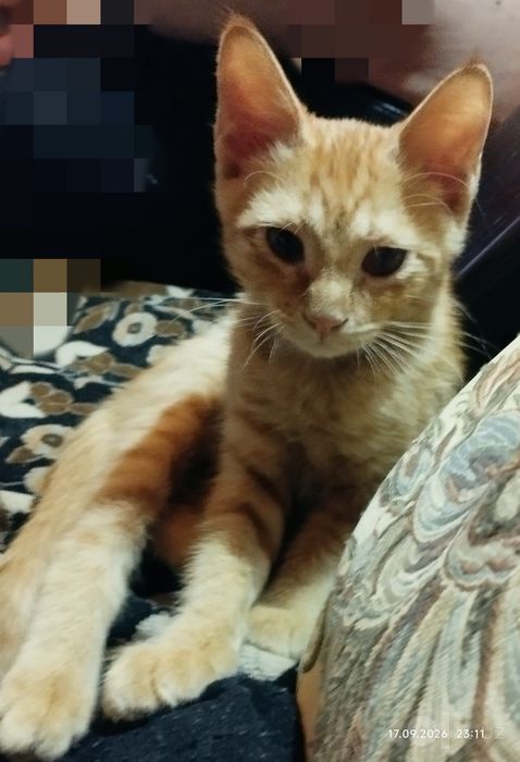 Отдам красивого котёнка
