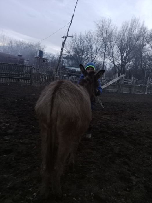 Ешек ұрғашы сатылады саудасы бар