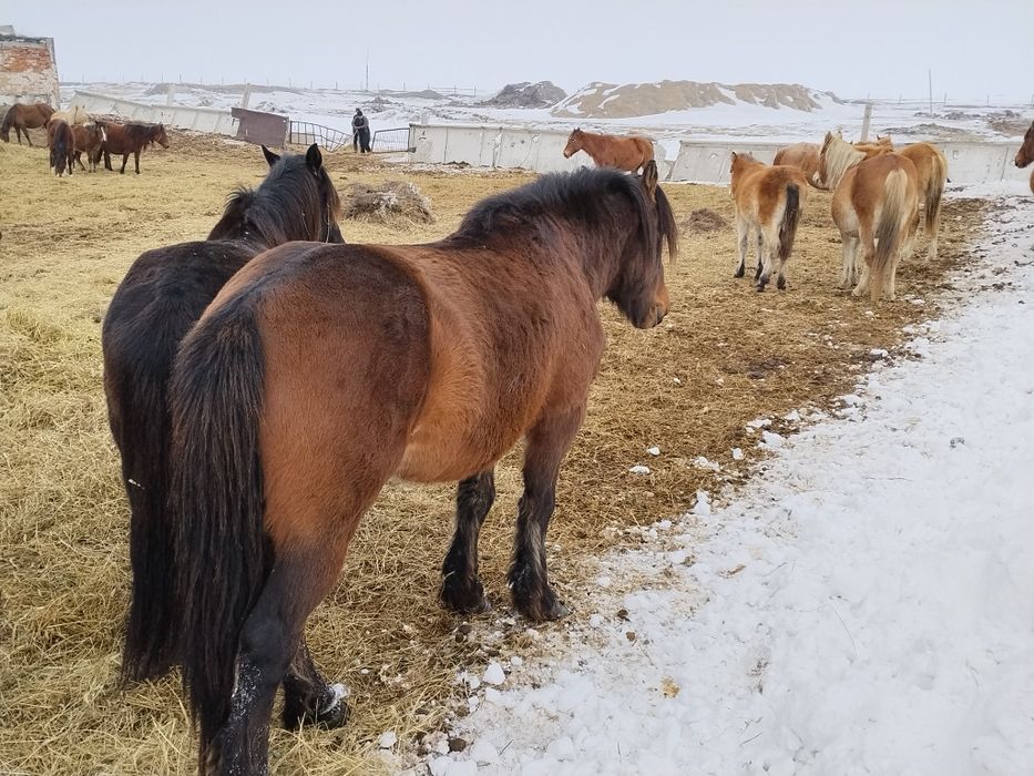 Полу Тяж продам Айгыра