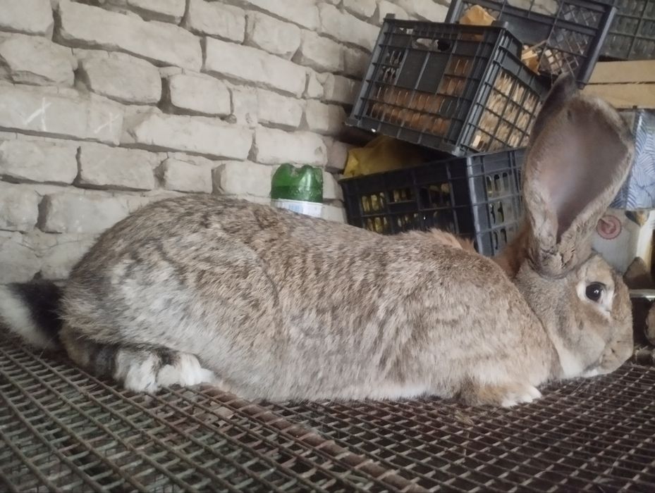 Фландр қуён 4 ойлик самец боласи сотилади