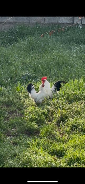 Продам пару шабо кур