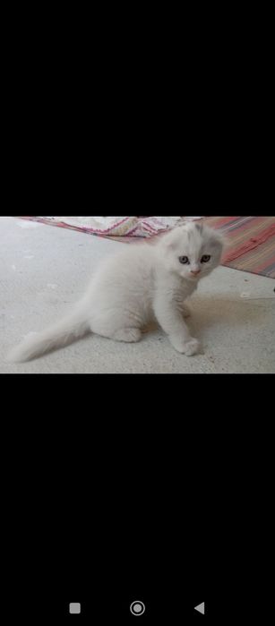 Продаю породистых котят вислоухая порода