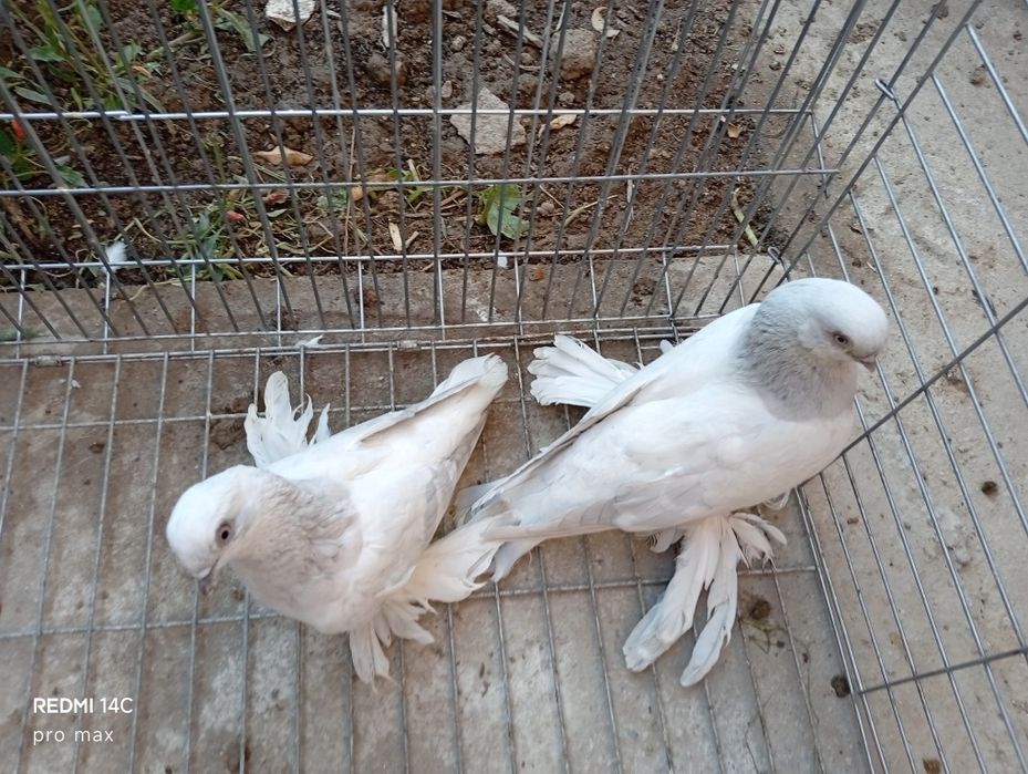 Голуби  Телеграмдан ёзинг