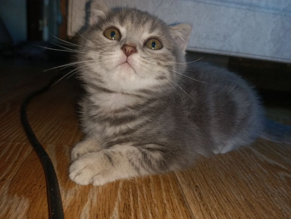 Продам вислоухого котёнка