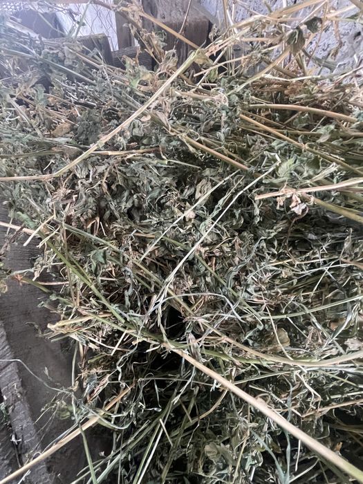 Baloti lucerna calitatea intai