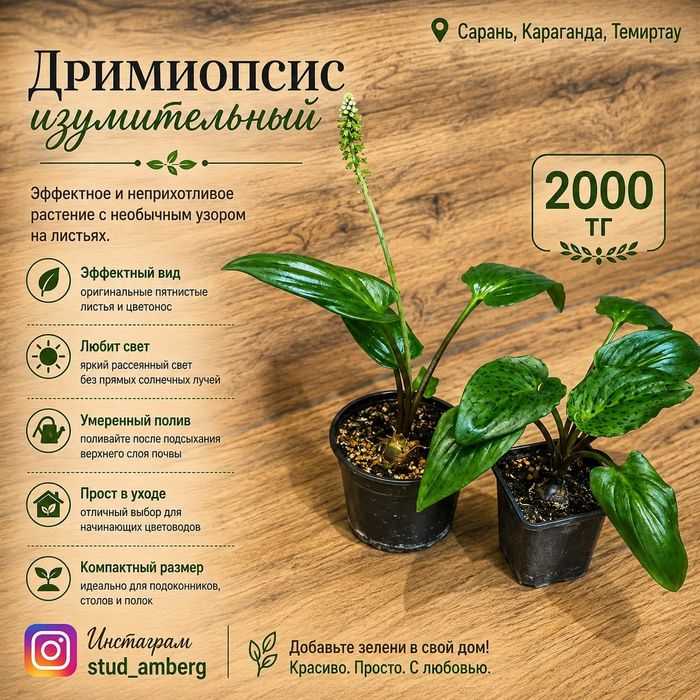 Хамедорея,гименокаллис,аспарагус