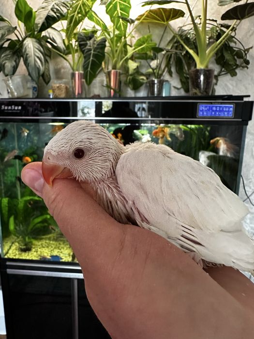 Ожереловые белые птенцы