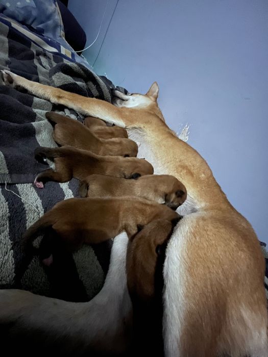 Кучета Шиба Ину Shiba Inu