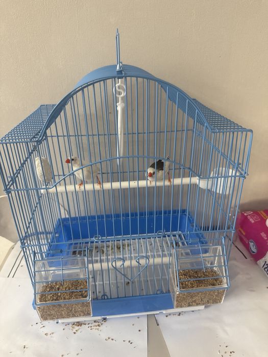 Құс сатылады әдемі таза