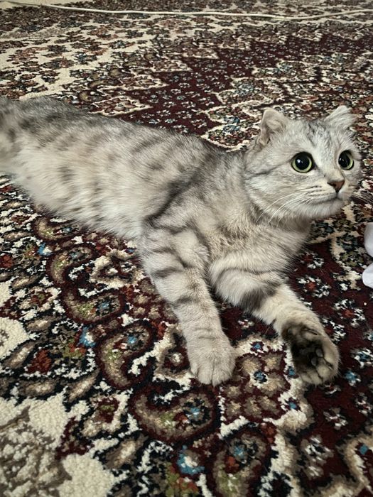 Mushuk кошка пародали