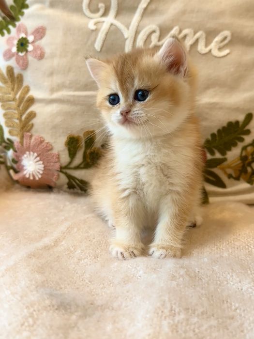 Золотые котята окрас шиншилла