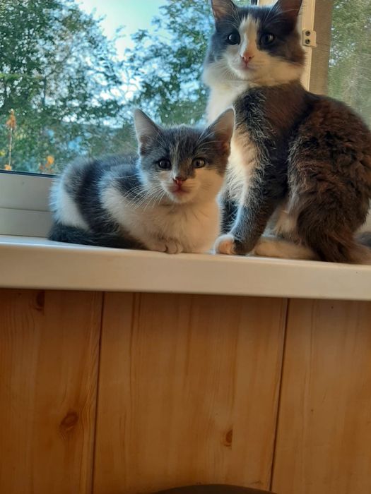Ищем дом котенку