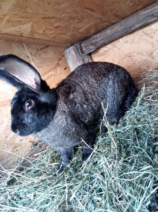 Vând iepuroaică ug