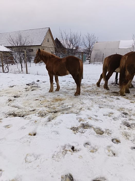 De vinzare minza de 8 luni