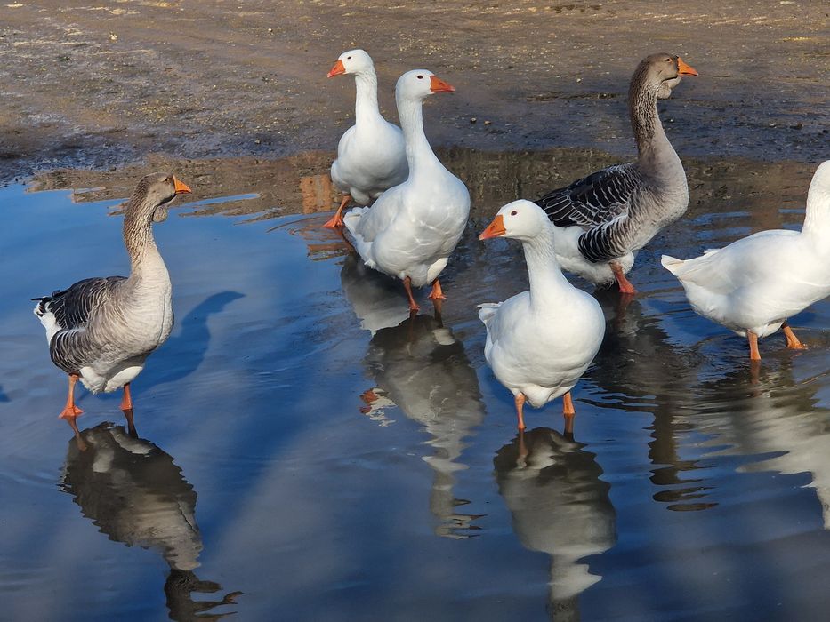Vand 3 perechi de gâște