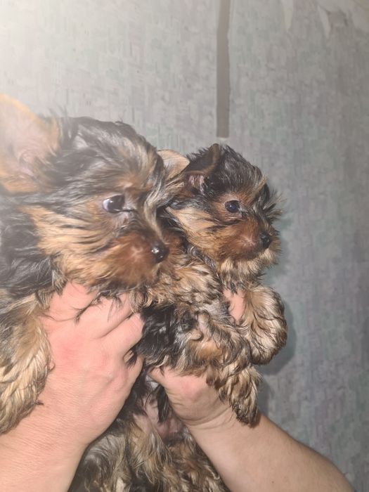 Йоркширский терьер