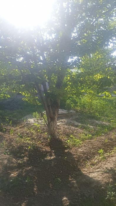 Хамма дакумент бор