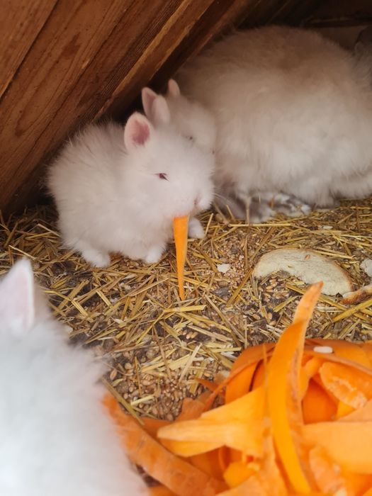 Iepurași cap de leu