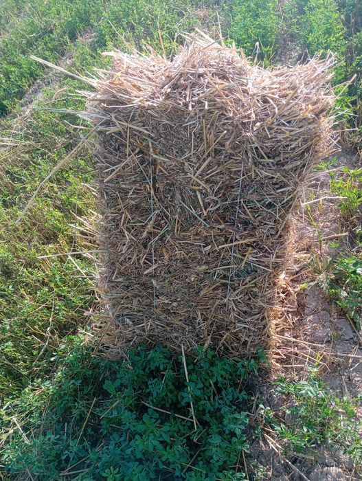 pres sotiladi birinchi õrim