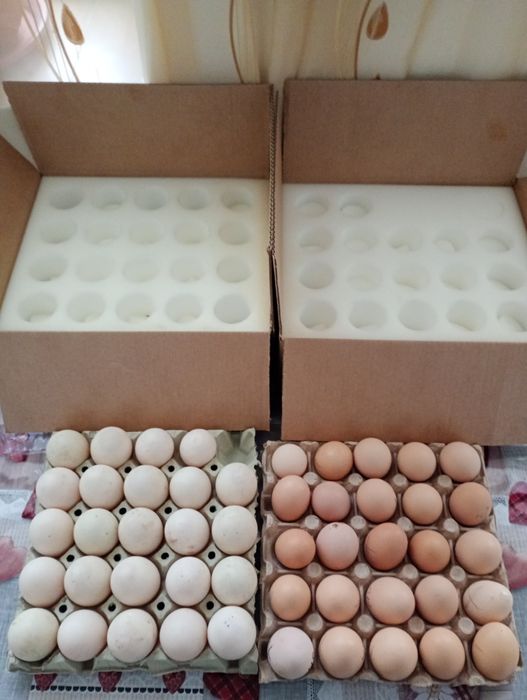 Ouă de rațe polare