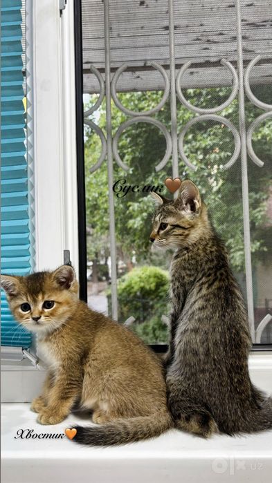 Котенок Породистый