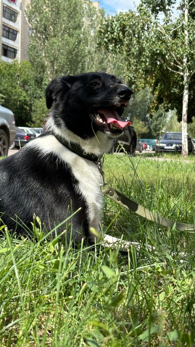 Девочка Ами