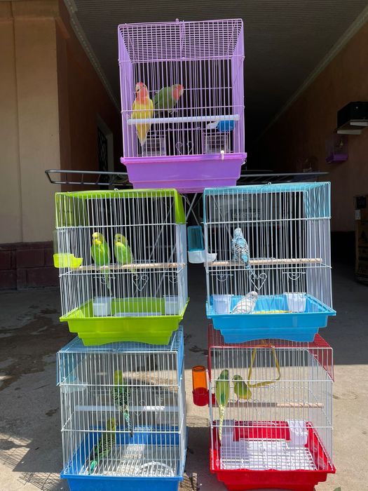 Продам пара попугай папугай