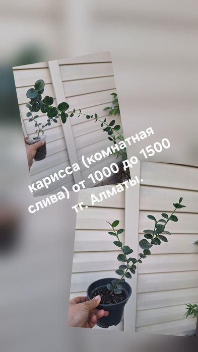 Комнатные растения