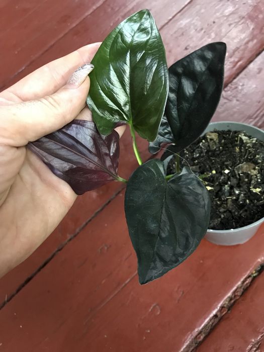 Сингониумы разные сортовые 2000