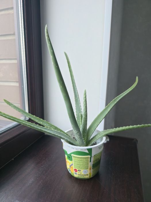 Отростки Алоэ вера, 2024г