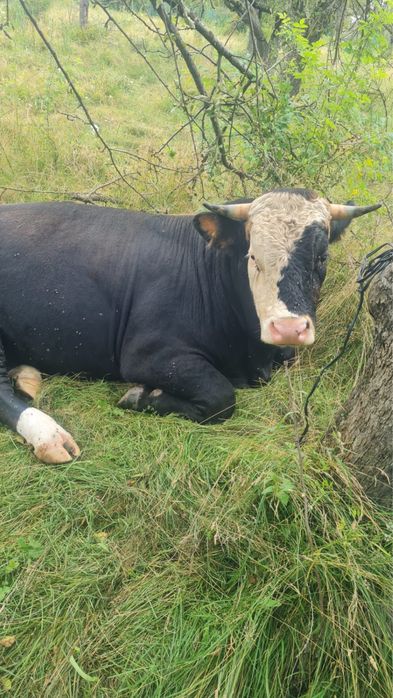Taur 500 kg, varsta 2 ani