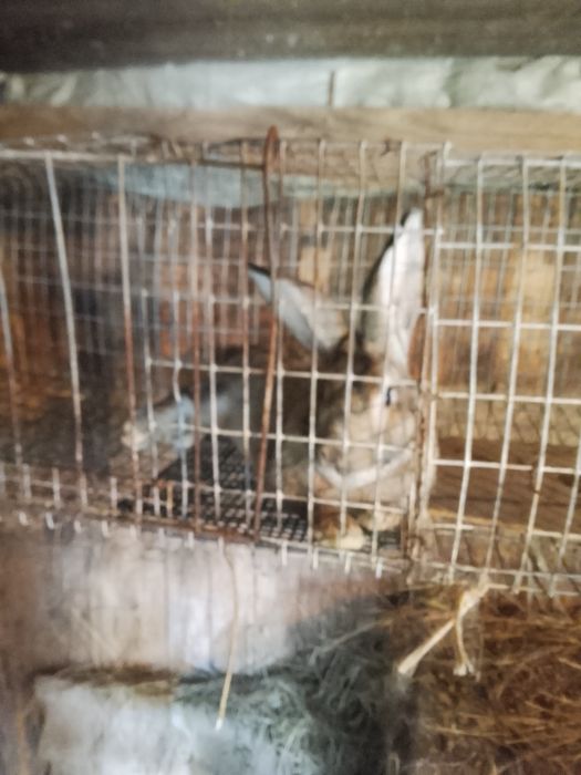 Продам 2 крола и 2 кральчёнка