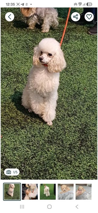 Вязка. Той пудель