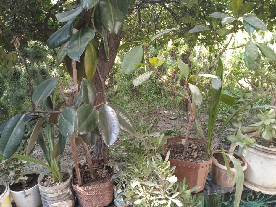 Tuvak gullar bor, turli xillaridan