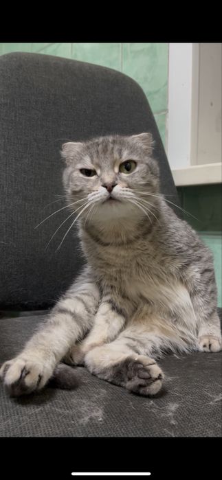 Отдам кошку девочку в добрые руки