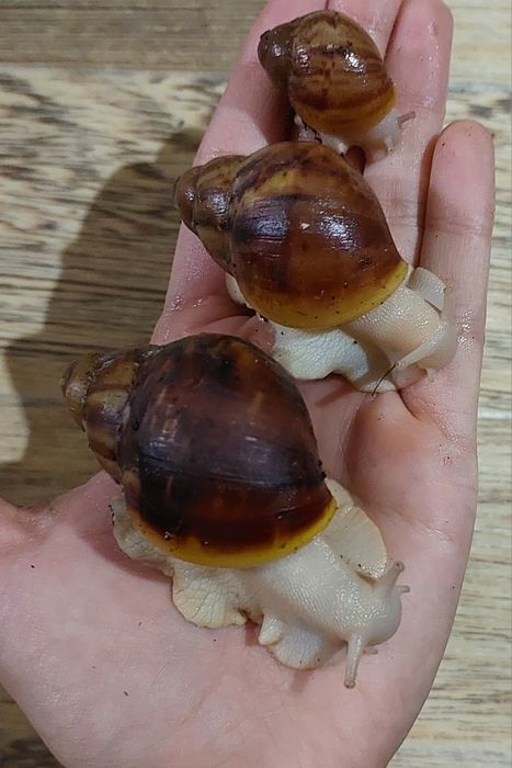 Архахатины улитки