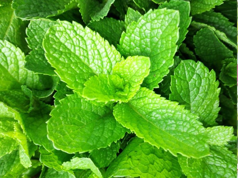 Radacini menta olandeza hibrid