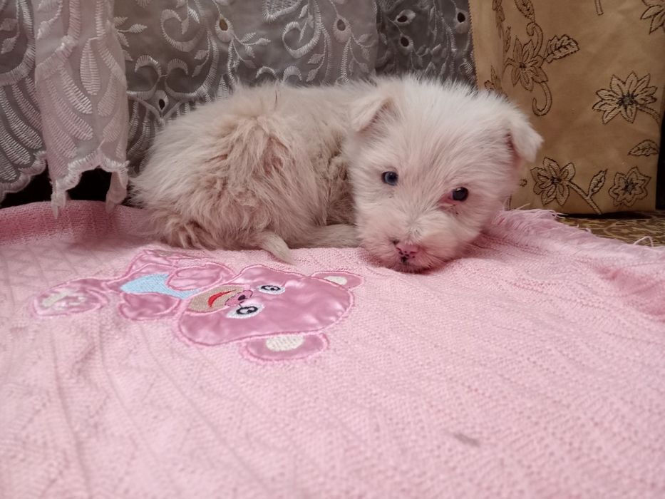 Отдам даром щенка.