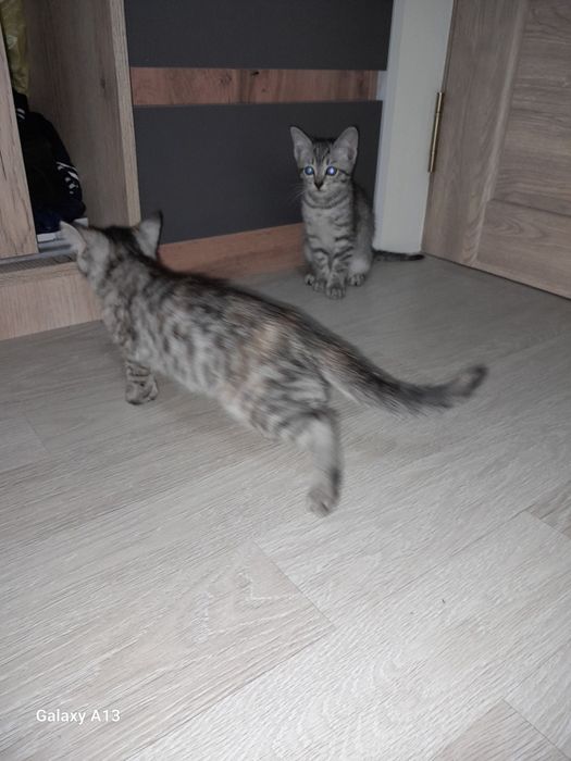 Отдам котят в добрые руки