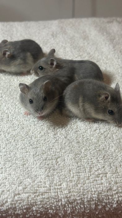 Джунгарские хомяки