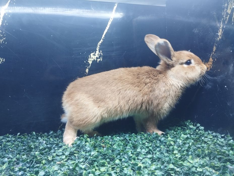 Бургунд самец сотилади