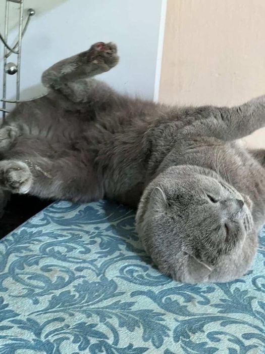 Mushuk 2 yosh parodasi Sicotish fold seriy rang erkak