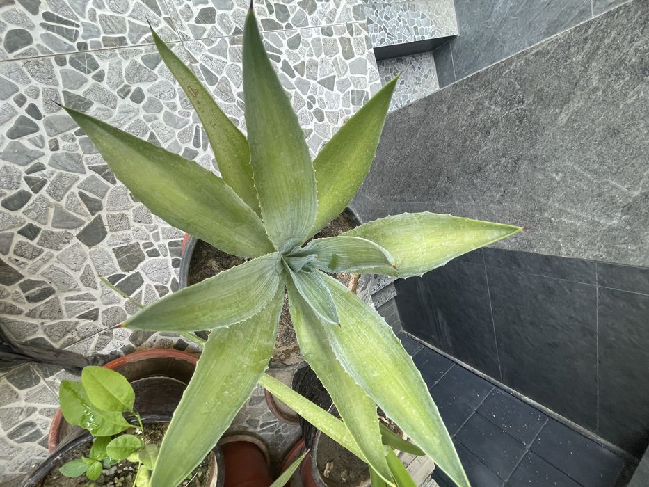 Агава - разные сорта