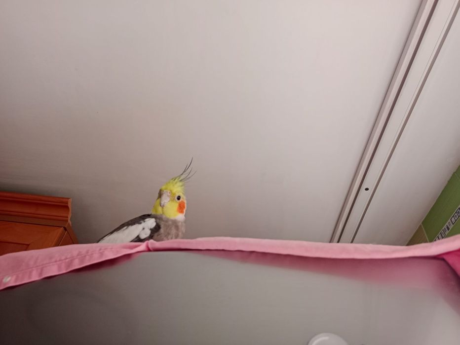 Продаю пара корелл