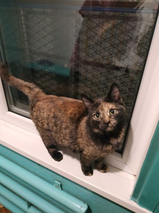 Кошечки в добрые руки