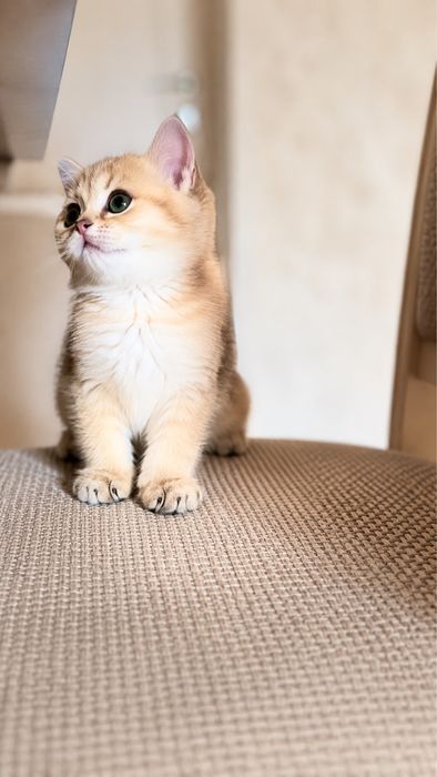 Британский котёнок золотая шиншилла г.Уральск