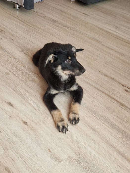 отдам собак в добрые руки